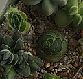 Crassulaceae mix 2 October 2019