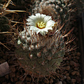 Strombocactus disciformis