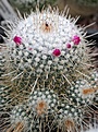 Mammillaria geminispina