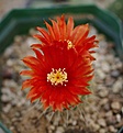 Parodia nivosa SE46