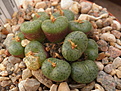 C.obcordellum ssp.ceresianum