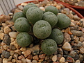 C.jucundum