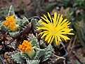 Faucaria tuberculosa