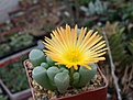 Fenestraria rhophalophylla