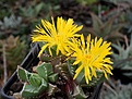 Faucaria lupina