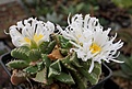 Faucaria candida