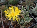 Faucaria tigrina