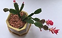 Schlumbergera Konpeitou