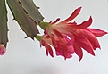 Schlumbergera Konpeitou