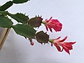 Schlumbergera Konpeitou