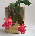 Schlumbergera Konpeitou