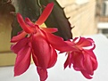 Schlumbergera Konpeitou