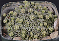 Crassula susannae