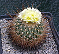 Echinofossulocactus albatus