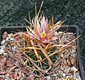 Echinofossulocactus lloydii