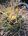 Echinofossulocactus multicostatus