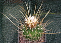 Echinofossulocactus papyracanthus