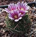 Echinofossulocactus pentacanthus (Tula)