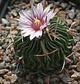 Echinofossulocactus phyllacanthus 		RHS141