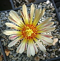 Astrophytum asterias superkabuto