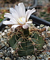 Gymnocalycium mucidum P36