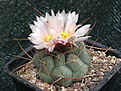 Thelocactus hexaedrophorus cv. Langdrnige