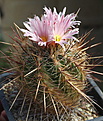 Thelocactus lausseri