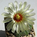 Astrophytum_asterias_L1016_5y