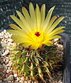 Notocactus buiningii