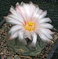 Thelocactus hexaedrophorus P467