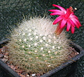 Mammillaria senilis