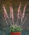 Gasteria bicolor liliputana
