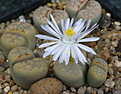 Lithops karasmontana v lericheana C193