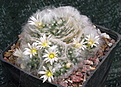 Mammillaria albicoma P486