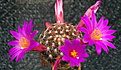 Mammillaria deherdtiana dodsonii P346