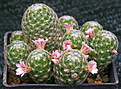 Mammillaria gieselae