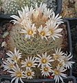 Mammillaria pennispinosa (Bermijillo-Mapimi, Dur.)