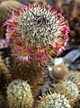 Mammillaria microhelia MBF150