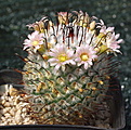 Mammillaria perezdelarosea