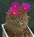 Mammillaria wilcoxii L1079