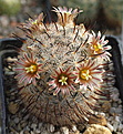 Mammillaria stella-de-tacubaya P307