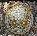 Mammillaria gasseriana SB2001