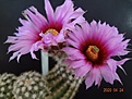 Echinocereus adustus