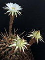 Echinopsis chacoana