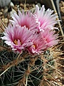 Thelocactus lausseri