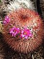 Mammillaria spinosissima 'Super Red'