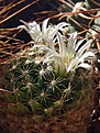Porfiria schwarzii