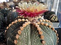 Astrophytum asterias 'Rosa'