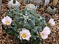 Echinocereus knippelianus v. kruegeri