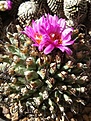 Turbinicarpus alonsoi